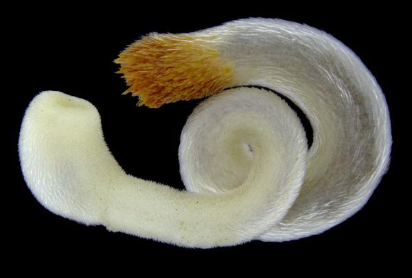 Rodzaje mięczaków - Charakterystyka i przykłady - 1. Chaetoderma elegans
