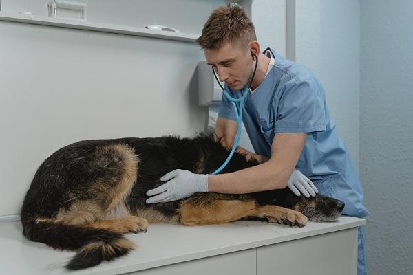 Przepuklina pachwinowa u psów - objawy, przyczyny i leczenie - diagnostyka przepukliny pachwinowej u psów