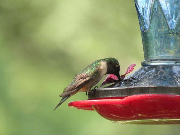 Co je koliber?  - Jak karmić rannego kolibra w domu?