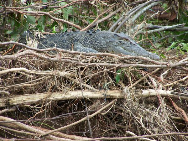 Inkubacja krokodyla - Środowisko i czas trwania - Gdzie krokodyle składają jaja?