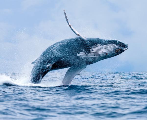 Co jedzą wieloryby?  - Obserwowanie wielorybów