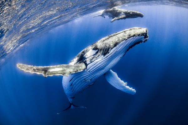 Co jedzą wieloryby?  - Rodzaje wielorybów