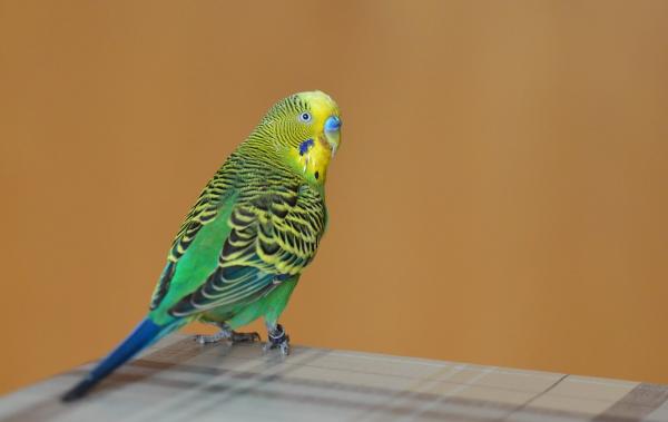 Różnice między papugą męską i żeńską - Kolory u papugi męskiej i żeńskiej
