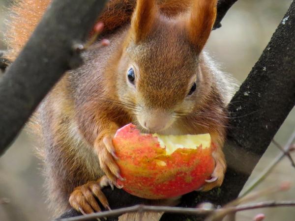 Wszystko o karmieniu wiewiórki - Dorosły i dziecko - Jak karmić wiewiórkę?