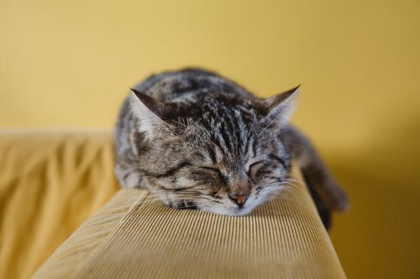 Nadczynność tarczycy u kotów - Objawy i leczenie - Objawy nadczynności tarczycy u kotów