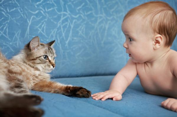 Koegzystencja kotów i niemowląt - Jak przyzwyczaić kota do dziecka?
