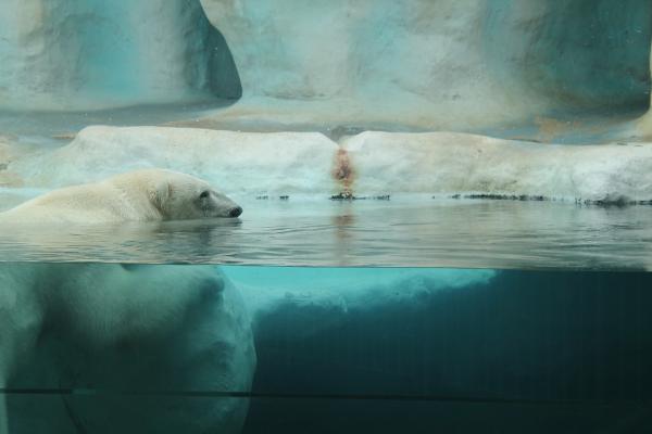 Jak niedźwiedź polarny przeżywa zimno - Niedźwiedź polarny