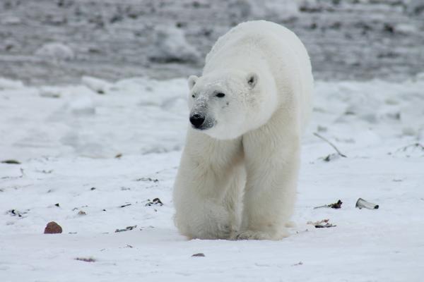 Jak niedźwiedź polarny przetrwa zimno - Teorie o tym, jak niedźwiedź polarny przetrwa zimno dzięki swojemu futerkowi