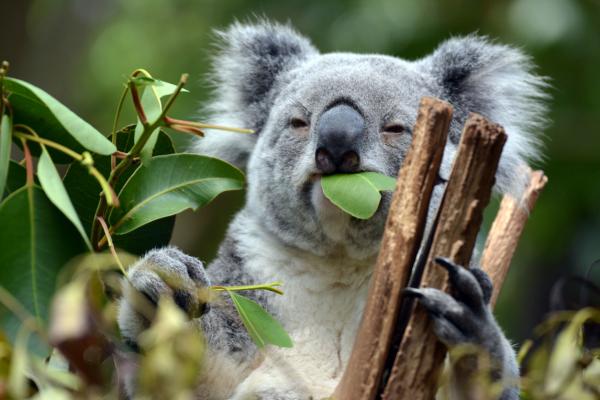 Zwierzęta Oceanii - Koala