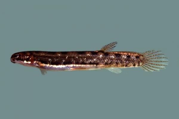 Zwierzęta Oceanii - Salamandra Ryby