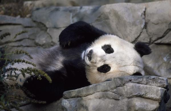 10 ciekawostek o pandzie - 5. Czy pandy zapadają w stan hibernacji?