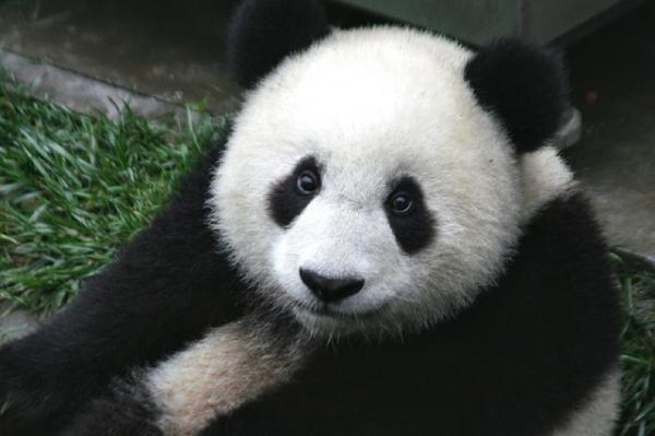 10 ciekawostek misia pandy - 4. Zwierzęta samotne 