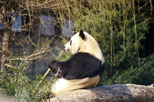 10 ciekawostek misia pandy - 7. Szanowane stworzenia 