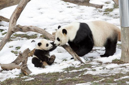 10 ciekawostek misia pandy - 6. Mają mało potomstwa 