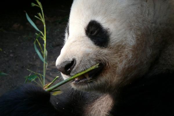 10 ciekawostek misia pandy - 1. Mięsożerca, który lubi bambus 