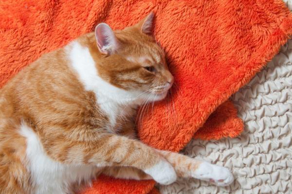 Hipoplazja móżdżku u kotów - Objawy i leczenie - Objawy hipoplazji móżdżku u kotów