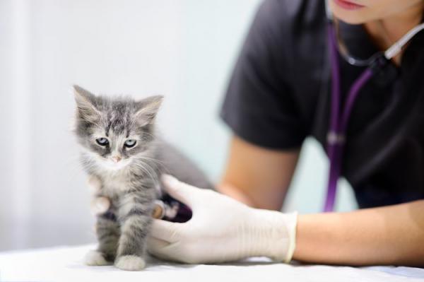 Hipoplazja móżdżku u kotów - Objawy i leczenie - Diagnostyka hipoplazji móżdżku u kotów