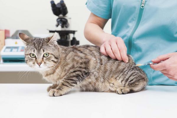 Hipoplazja móżdżku u kotów - Objawy i leczenie - Leczenie hipoplazji móżdżku u kotów