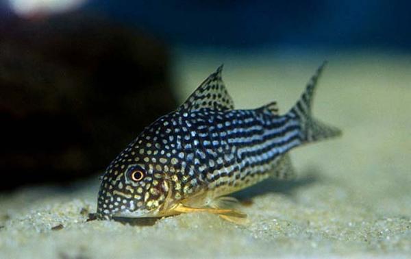 Tropikalna ryba do akwarium - Tropikalna ryba słodkowodna