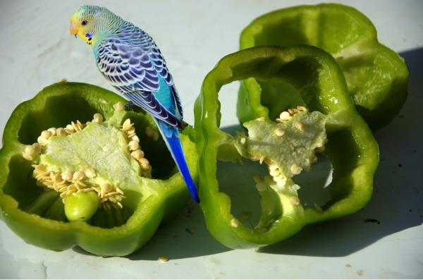 Owoce i warzywa dla papużek - Jak podawać owoce i warzywa papużkom?