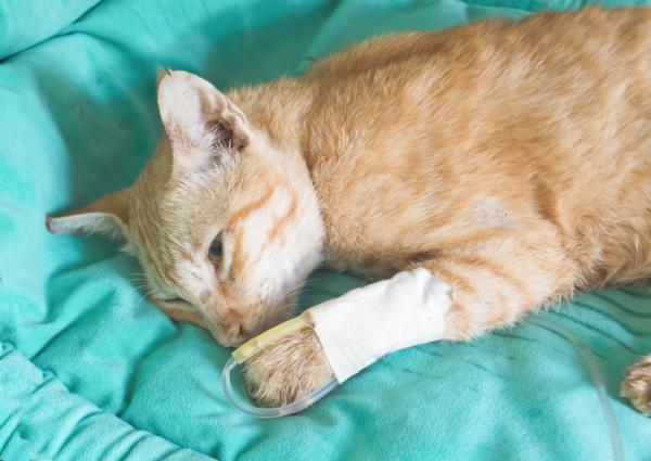Hipotermia u kotów - przyczyny, objawy i leczenie - Leczenie hipotermii u kotów 