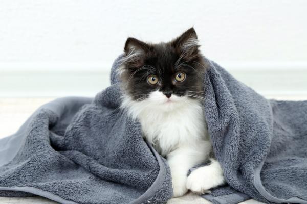 Hipotermia u kotów - Przyczyny, objawy i leczenie - Pierwsza pomoc w hipotermii u kotów