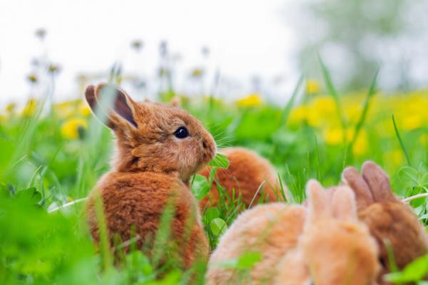 Rośliny, które mogą jeść króliki — Rośliny, które mogą jeść króliki