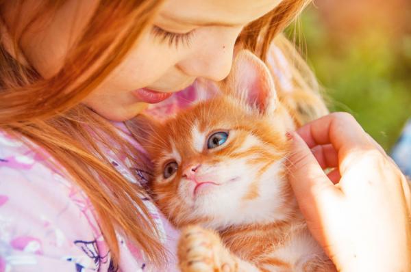 5 rzeczy ktore powinienes wiedziec przed adopcja kota
