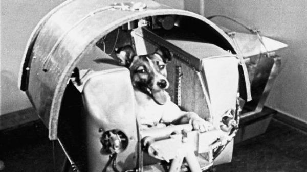 Biografia Lajki psa astronauty