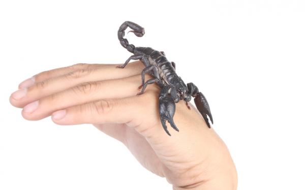 Cesarski skorpion jako zwierzak
