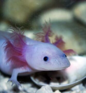 Co jedza aksolotle Karmienie axolotl