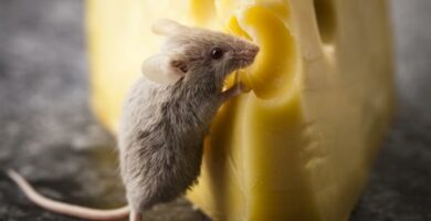 Co jedza myszy