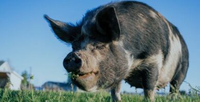 Co jedza swinie
