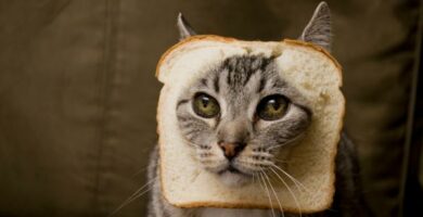 Czy chleb jest zly dla kotow