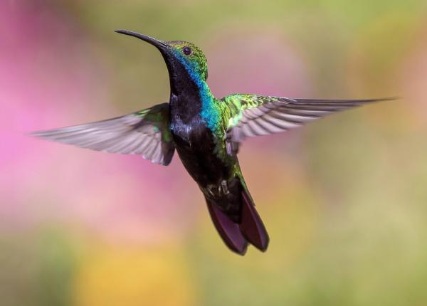 Dlaczego kolibry trzepocza bardzo szybko