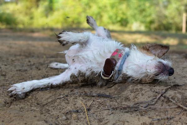 Dlaczego psy tarzaja sie w martwych zwierzetach