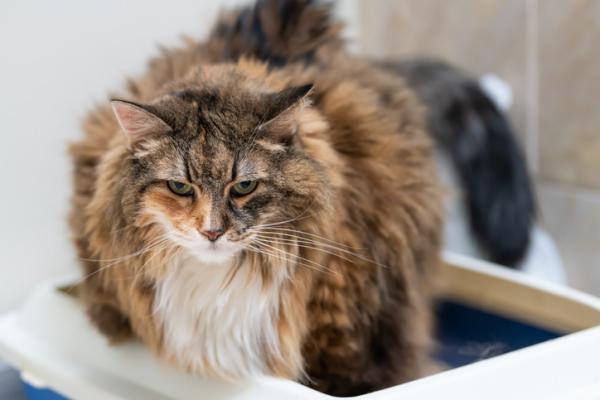 FLUTD u kotow objawy przyczyny i leczenie