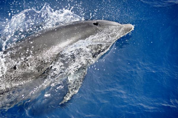 Gdzie i jak oddychaja delfiny