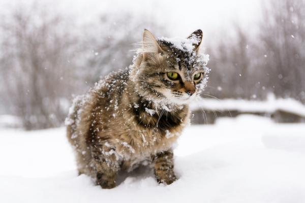Hipotermia u kotow przyczyny objawy i leczenie