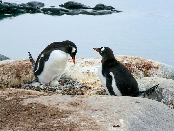 Jak rozmnazaja sie pingwiny