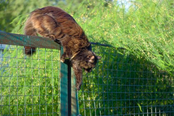 Jak uniemozliwic kotu przeskakiwanie przez plot