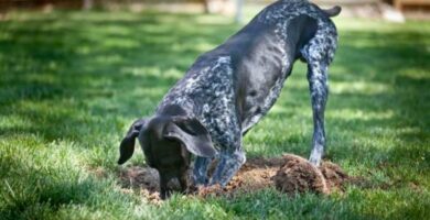 Jak uniemozliwic psu robienie dziur w ogrodzie