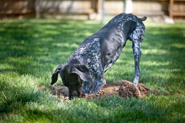 Jak uniemozliwic psu robienie dziur w ogrodzie