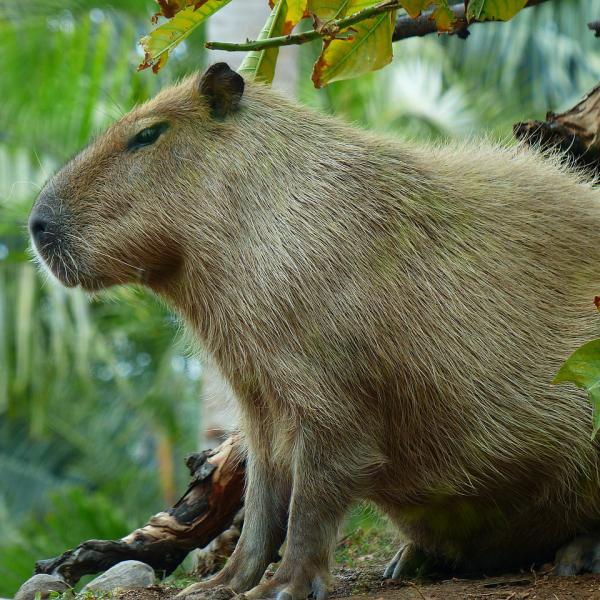 Kapibara jako zwierzak