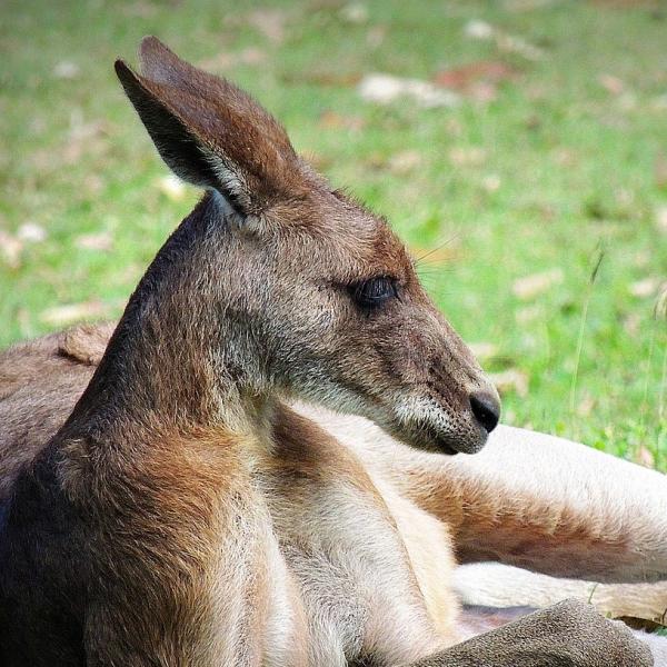 Karmienie kangurow