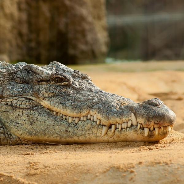 Karmienie krokodyla