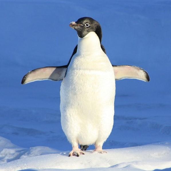 Karmienie pingwina