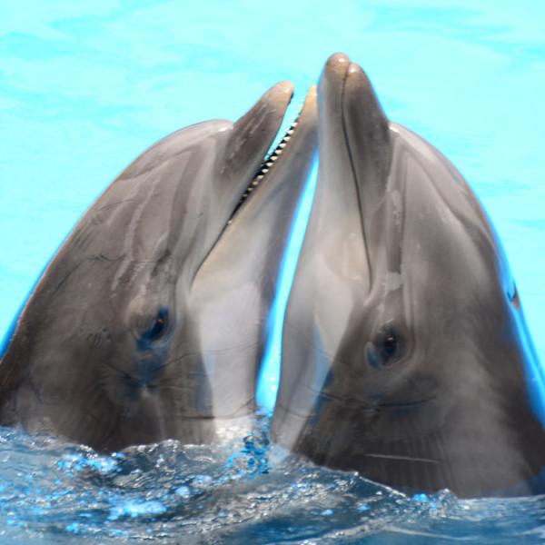 Komunikacja delfinow