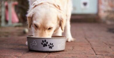 Mysle ze domowe jedzenie dla psow co jest lepsze