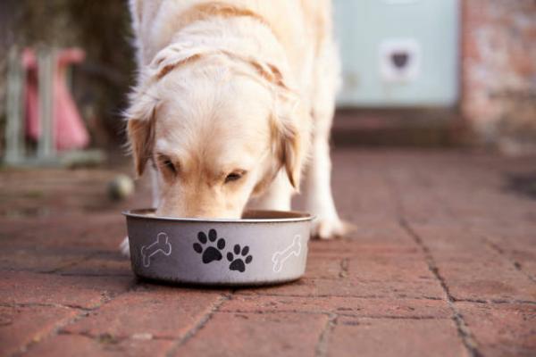 Mysle ze domowe jedzenie dla psow co jest lepsze
